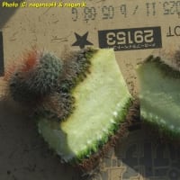 サボテン君を切り刻んでみる