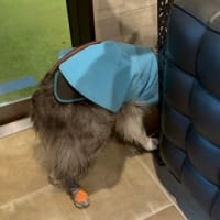 カイちゃん　復活‼️