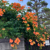 なだれ落つノウゼンカズラ帰り道
