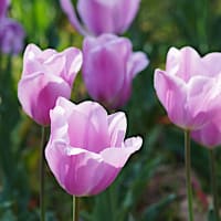 ● 横浜　第47回よこはま花と緑のスプリングフェア2025 ～２　-2025年4月