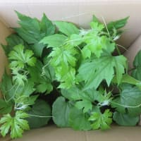 知人へ届ける野菜収穫＆ゴーヤ苗貰う