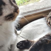 窓辺の猫。