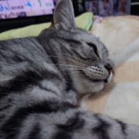 【接写】ルナの寝顔