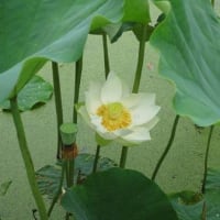 浅井啼魚／蓮の葉や雷雨の中に飜り