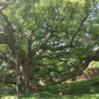 樹齢1200年　志々島の大楠