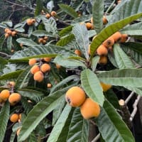 初夏の風物詩「びわ」の収穫が箕面市北部の止々呂美地区で行われました