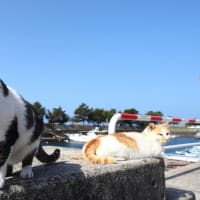 九州F島の猫たち　2025年4月　その2