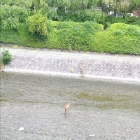 京都　四条京阪の鴨川に鹿が‥