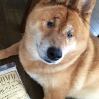 魔法の粉？