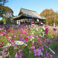 「秋の正倉院展見学と南山城の寺院巡りと奈良の円成寺へ」