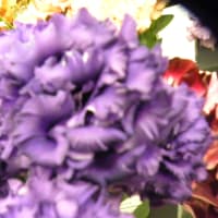 8月のお花