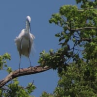 鷺山のサギたち、せっせと巣作り中