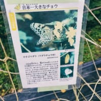 春休み沖縄の旅~首里城と斎場御嶽~