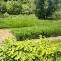 暑いです、痛いです！