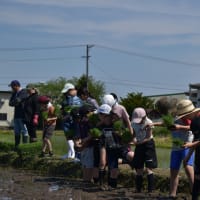 とびっきり米　おいしく育ってね！！～５年生　田植え作業～