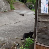 ネコと、和解せよ。