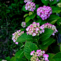 ６月13日金曜日。。。
