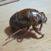 ニイニイゼミの幼虫？