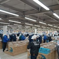 全国のトップを切って宮城県産”みちのく寒流のり”新海苔入札会開催！