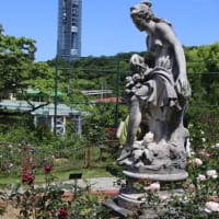 ロ－ズガ－デン　in　東山植物園