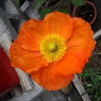庭の花
