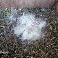 庭の柿の木にかけた巣箱に入ったシジュウカラが抱卵をはじめた！　　　　　千葉県印旛郡栄町に住む友人から　