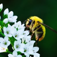 自然教育園日記　その312  中判カメラで虫を撮る