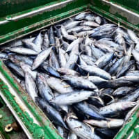 インド太平洋の魚、乱獲の危機…3分の1以上が中国船籍