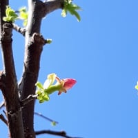 花梨のつぼみ