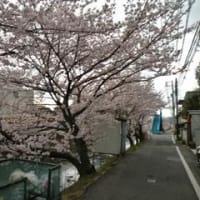 サクラ～夜明け前