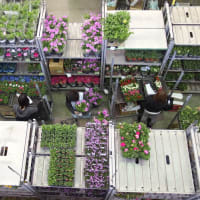 愛知豊明花き地方卸売市場