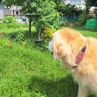 庭のお花を見て回ったよ・Mお兄ちゃんが草刈り　お父さんの治療記録　２５．６/２０