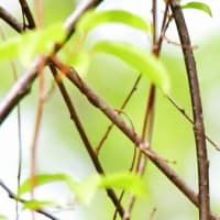 森の中、高いところに久々キバシリです