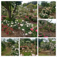 2か所の薔薇公園に行って来ました〜