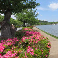 初夏の花咲く千波湖を走って