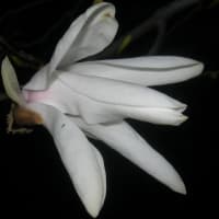 タムシバ開花･･･
