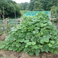 農園にチョイ畑　トマト　インゲン　キュウリ収穫(2025/6/25)