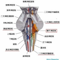 下歯痛・耳鳴に共通する一本針伝書「頬車」の考察