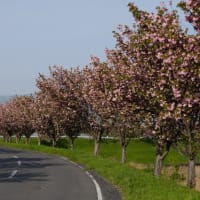 平田公園の八重桜
