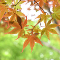 青水無月の紅ほのか。