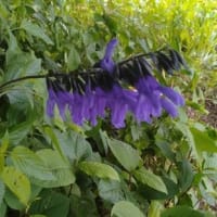 庭の花達