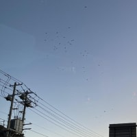トビの集団