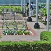 大阪ステーションシティの屋上庭園！・・・天空の農場