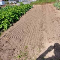晩生の玉ねぎ収穫・花木の予防
