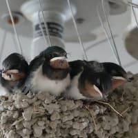 季節は夏に・・・（燕の雛）