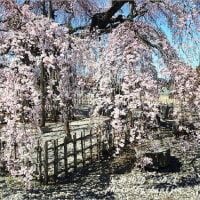 春待桜