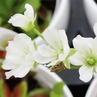 ハエトリソウの花