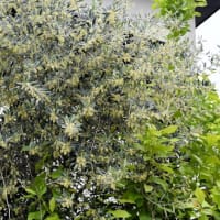 我が家の初夏の花たち