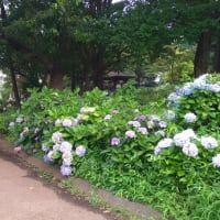 久しぶりの相模原公園