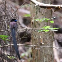 サンコウチョウなど
